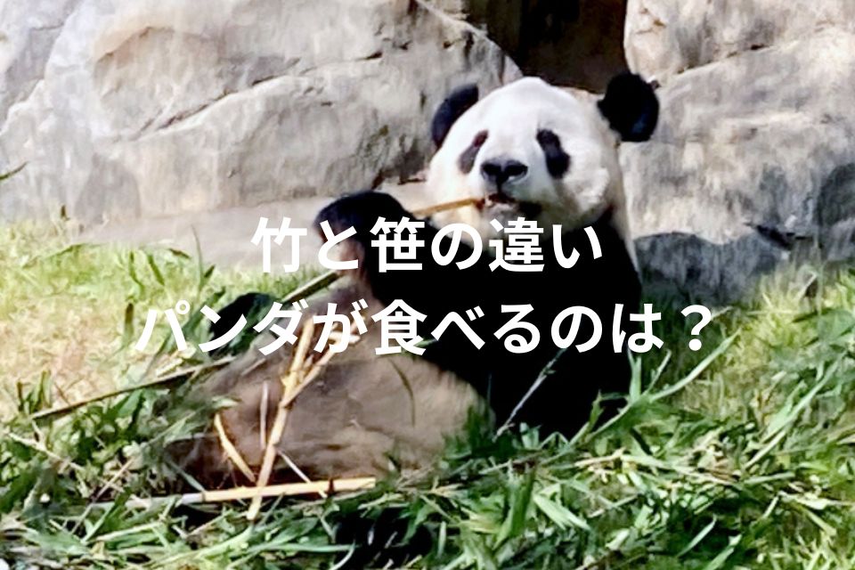 パンダのお気に入り: 竹と笹の違いを徹底解説 | 広がるネット