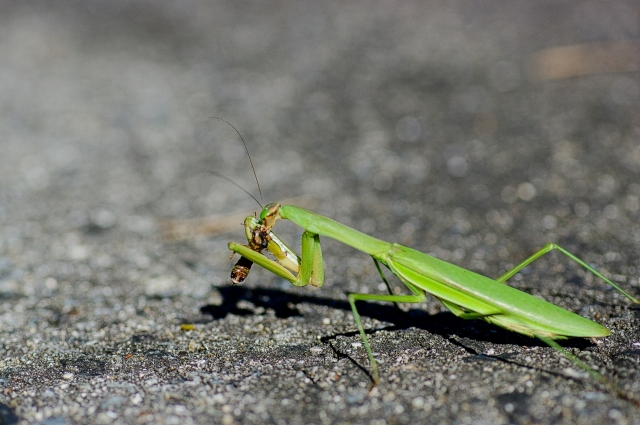 カマキリの捕食