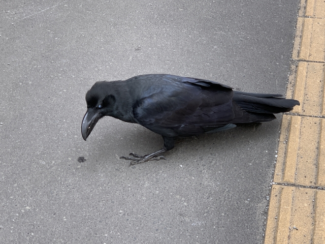 カラス